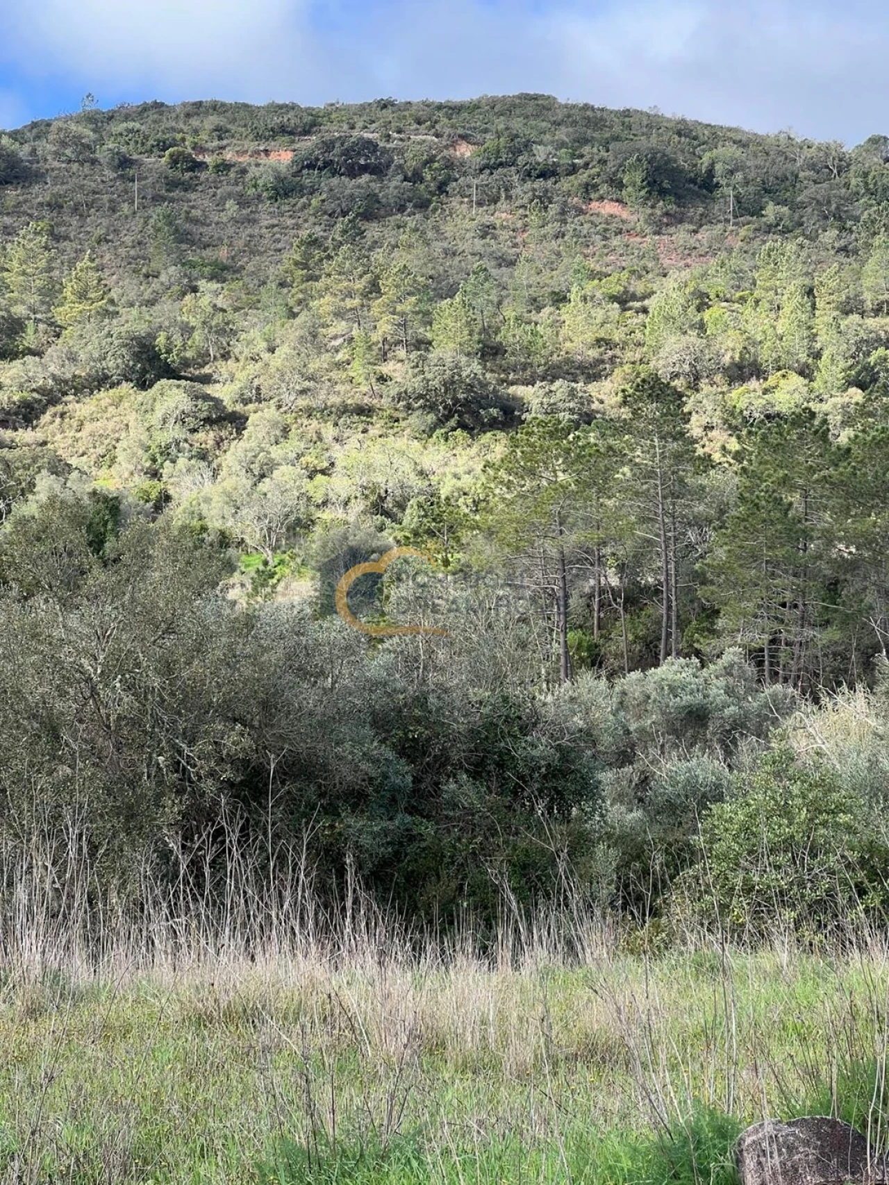 Terreno Agricola ou Rústico para Venda em Alte Foto 6