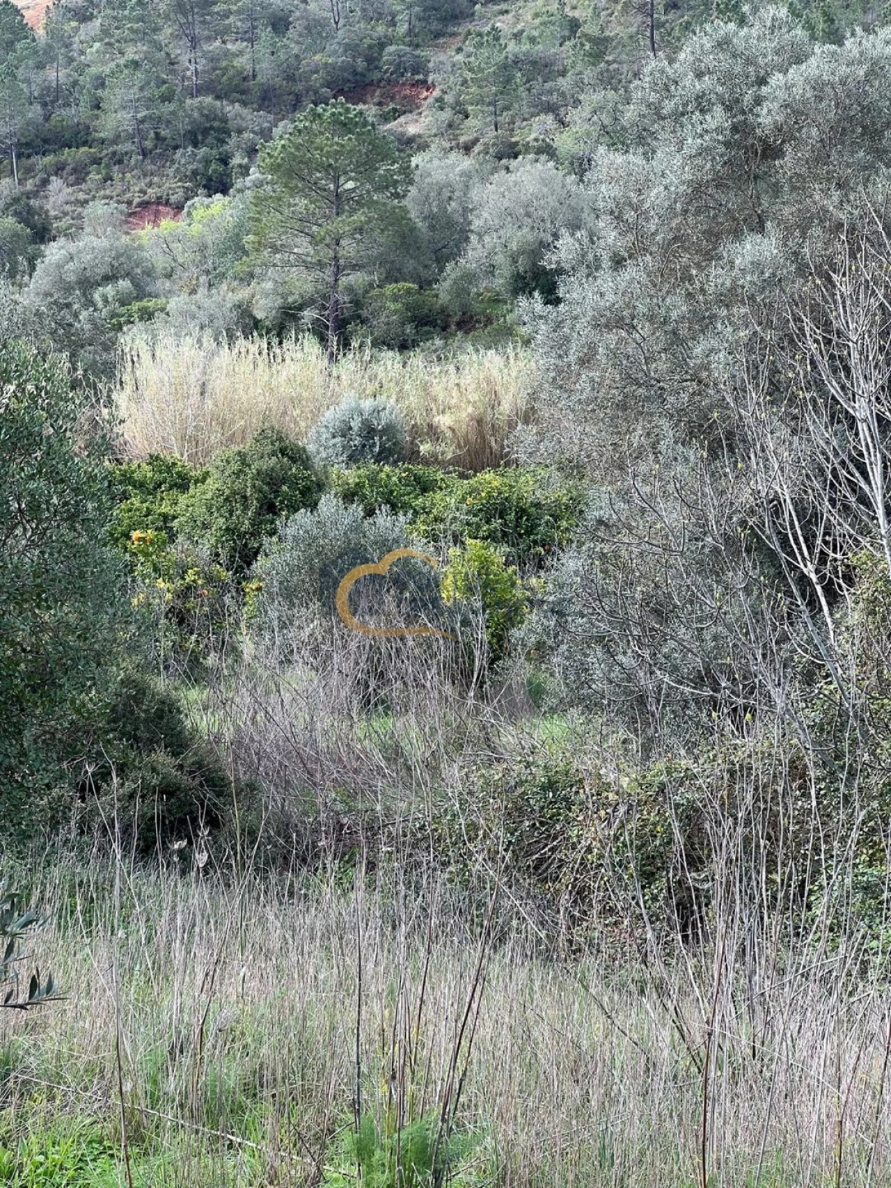 Terreno Agricola ou Rústico para Venda em Alte Foto 23