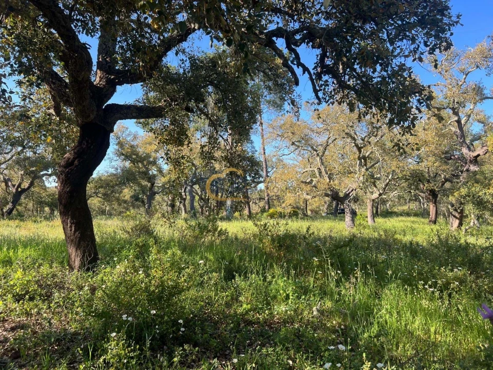 Terreno Agricola ou Rústico para Venda em Alte Foto 16