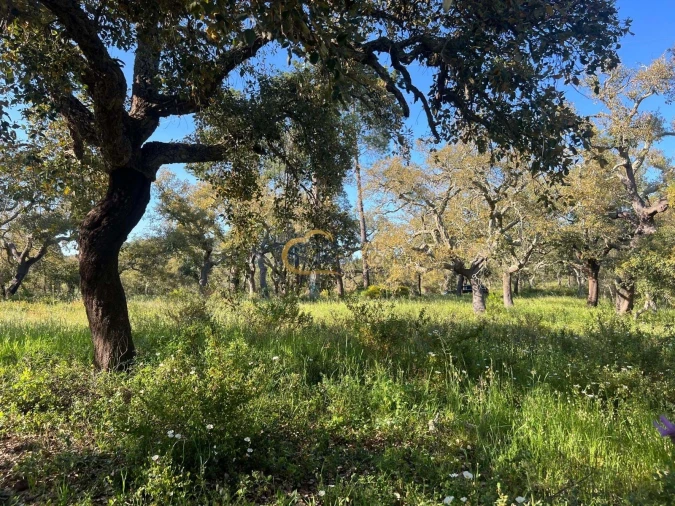 Terreno Agricola ou Rústico para Venda em Alte Foto 16