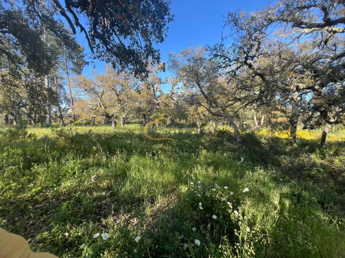 Terreno Agricola ou Rústico para Venda em Alte Foto 14