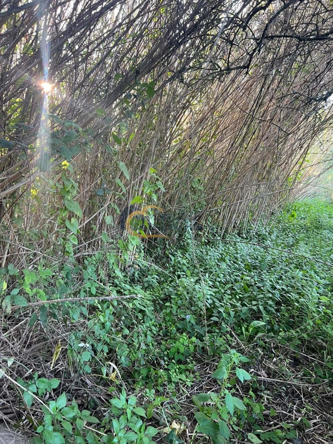 Terreno Agricola ou Rústico para Venda em Alte Foto 32