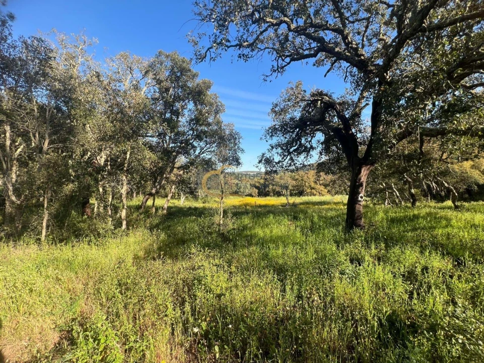 Terreno Agricola ou Rústico para Venda em Alte Foto 11