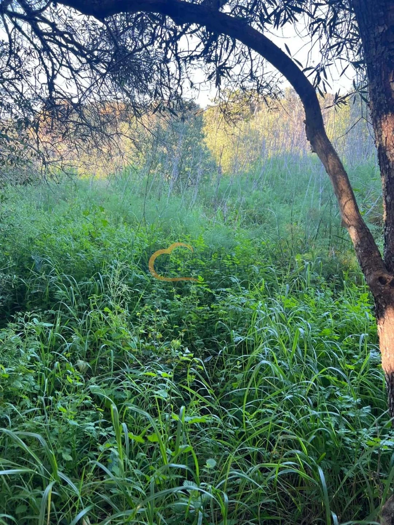 Terreno Agricola ou Rústico para Venda em Alte Foto 23