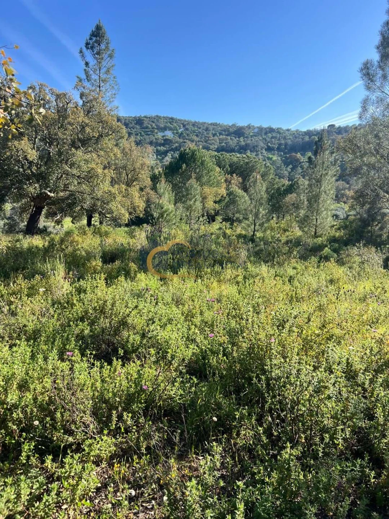 Terreno Agricola ou Rústico para Venda em Alte Foto 12