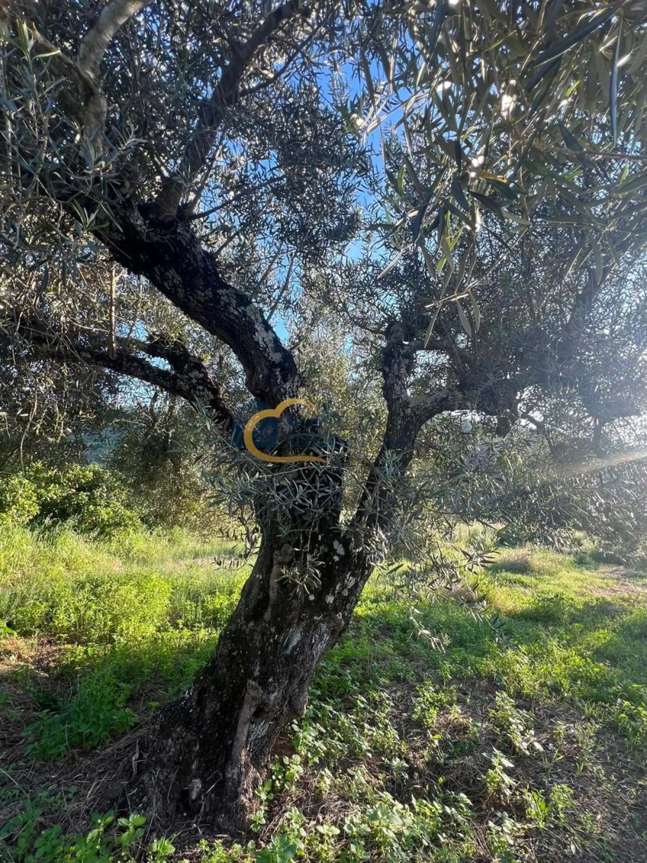 Terreno Agricola ou Rústico para Venda em Alte Foto 22