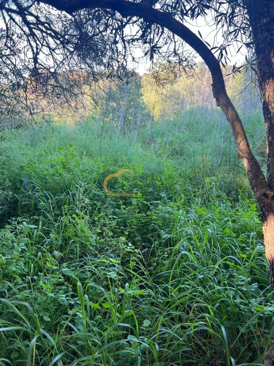 Terreno Agricola ou Rústico para Venda em Alte Foto 23