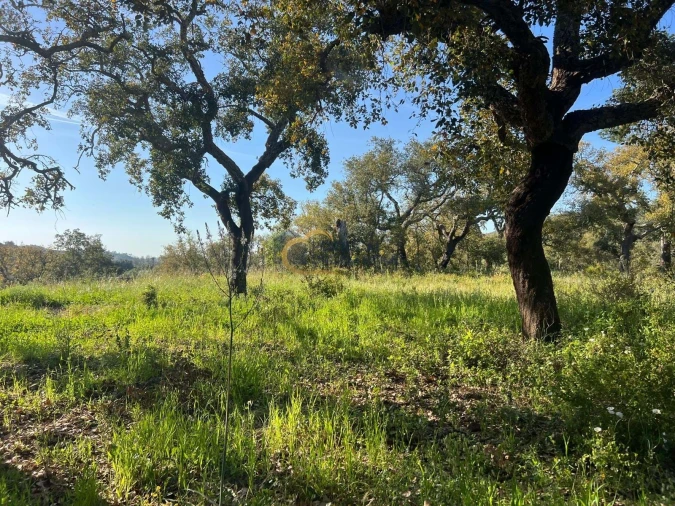 Terreno Agricola ou Rústico para Venda em Alte Foto 9