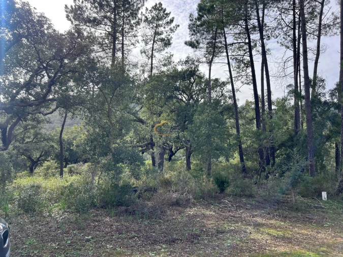 Terreno Agricola ou Rústico para Venda em Alte Foto 10