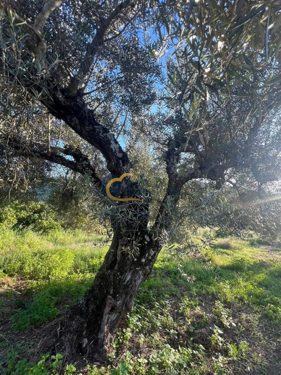 Terreno Agricola ou Rústico para Venda em Alte Foto 11