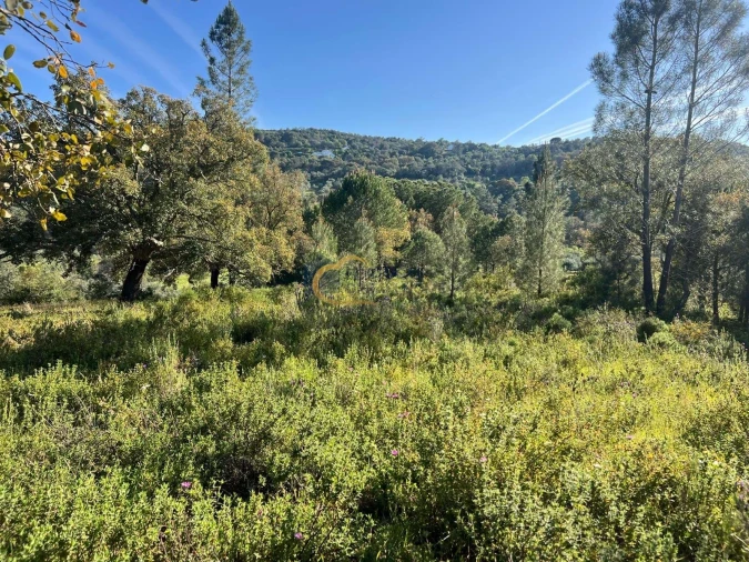 Terreno Agricola ou Rústico para Venda em Alte Foto 19