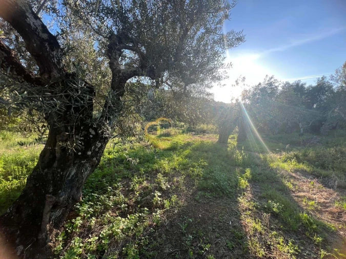 Terreno Agricola ou Rústico para Venda em Alte Foto 20