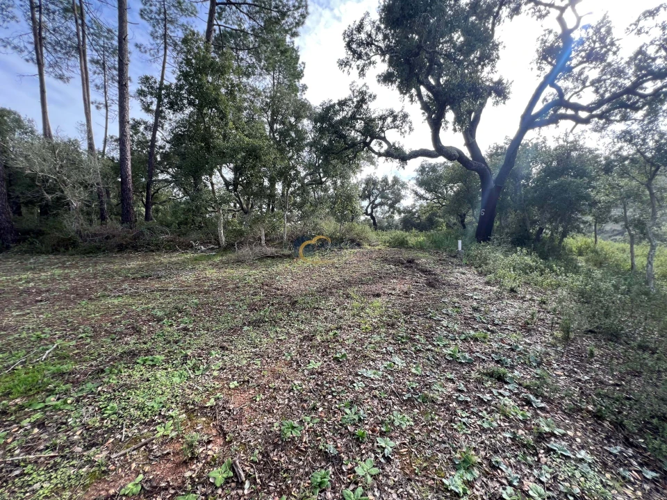 Terreno Agricola ou Rústico para Venda em Alte Foto 6