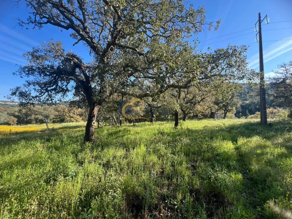 Terreno Agricola ou Rústico para Venda em Alte Foto 14