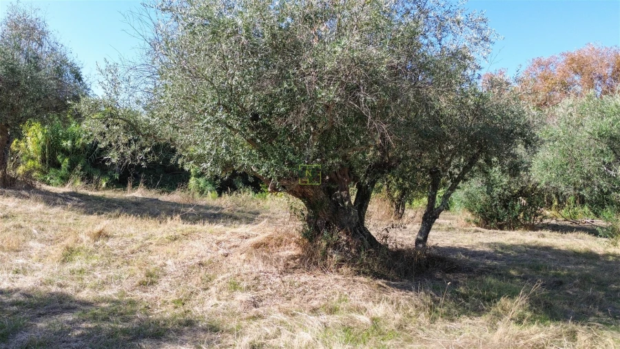 Terreno Agricola ou Rústico para Venda em Ladoeiro Foto 29
