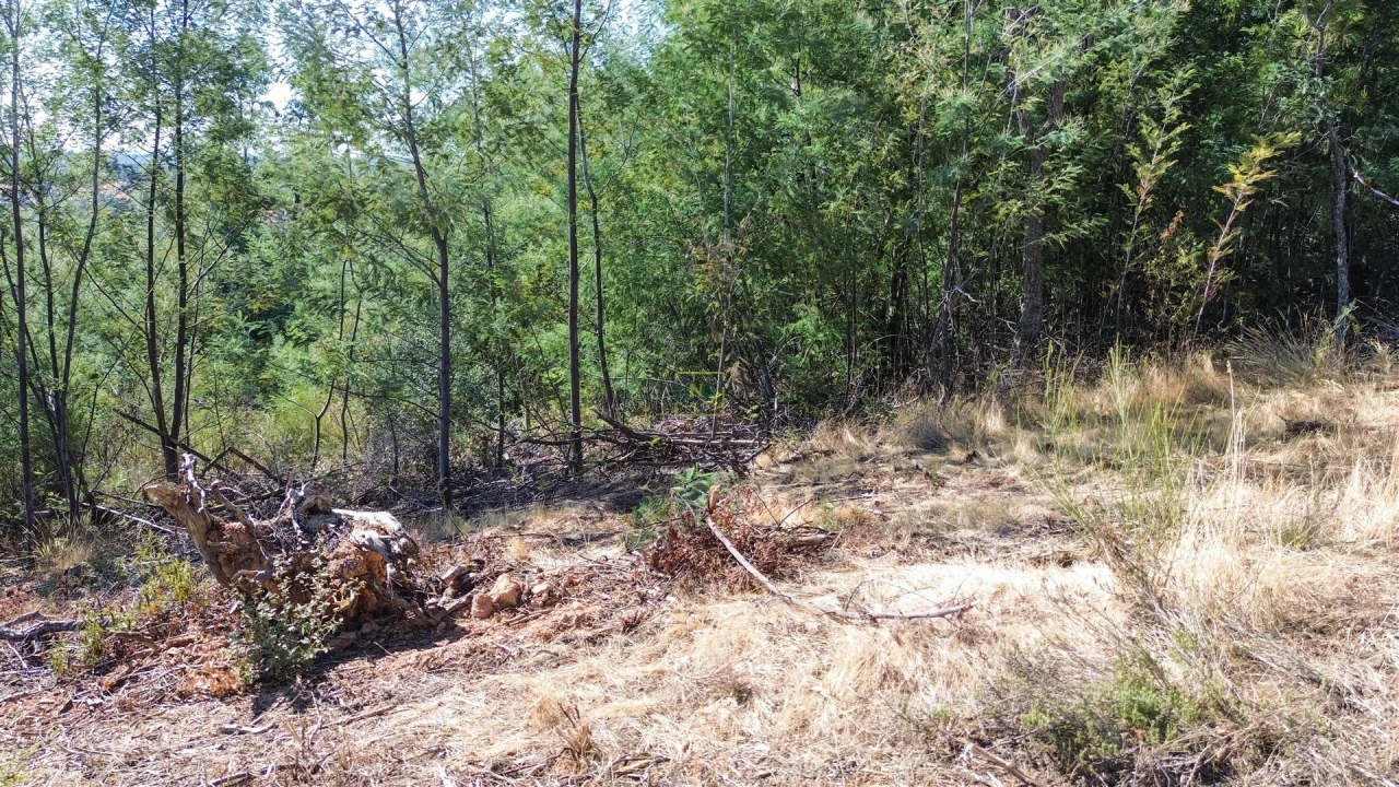 Terreno Agricola ou Rústico para Venda em Ninho do Açor e Sobral do Campo Foto 17