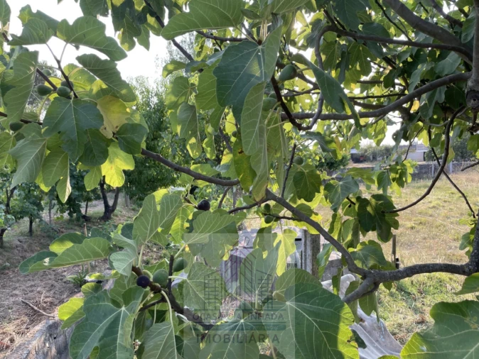 Terreno para Venda em Tourais e Lajes Foto 22