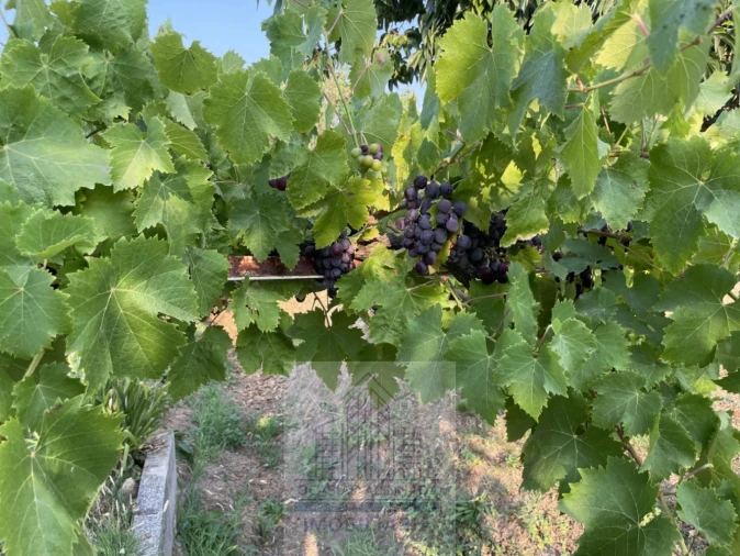 Terreno para Venda em Tourais e Lajes Foto 25