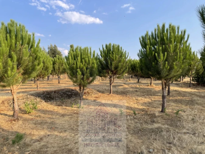 Terreno para Venda em Tourais e Lajes Foto 7