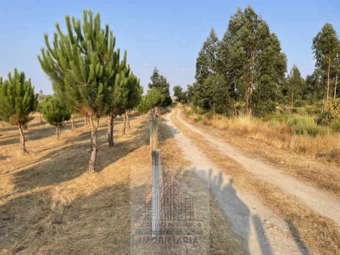 Terreno para Venda em Tourais e Lajes Foto 19