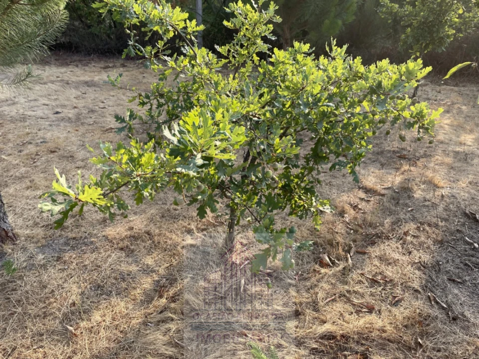 Terreno para Venda em Tourais e Lajes Foto 8