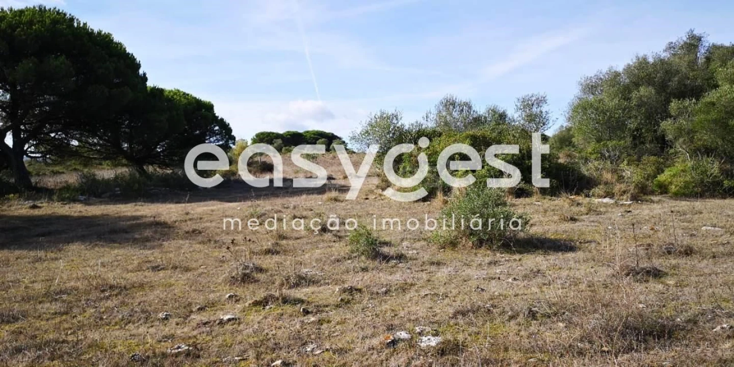 Terreno para Venda em Santa Maria e São Miguel, São Martinho, São Pedro Penaferrim Foto 4