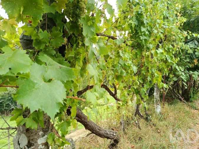 Terreno para Venda em Marco Foto 6