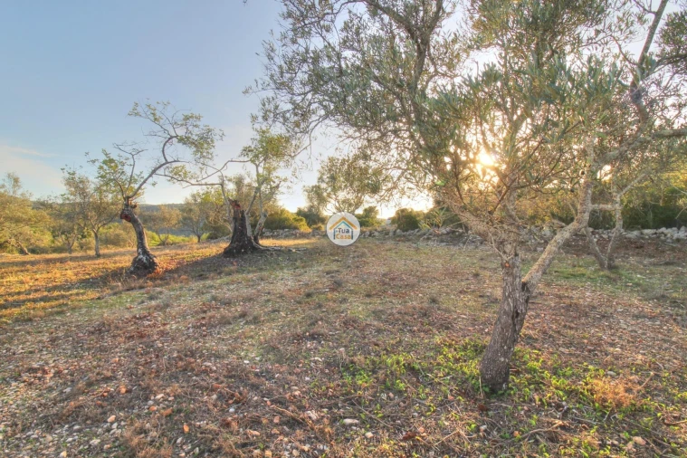 Terreno para Venda em Santa Barbara de Nexe Foto 9