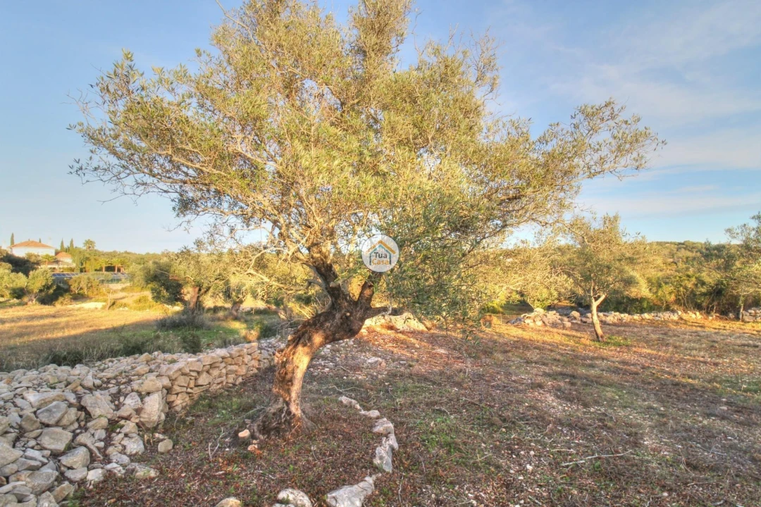 Terreno para Venda em Santa Barbara de Nexe Foto 5