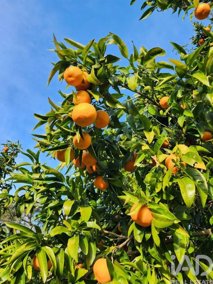 Moradia T3 para Venda em Souto da Casa Foto 9