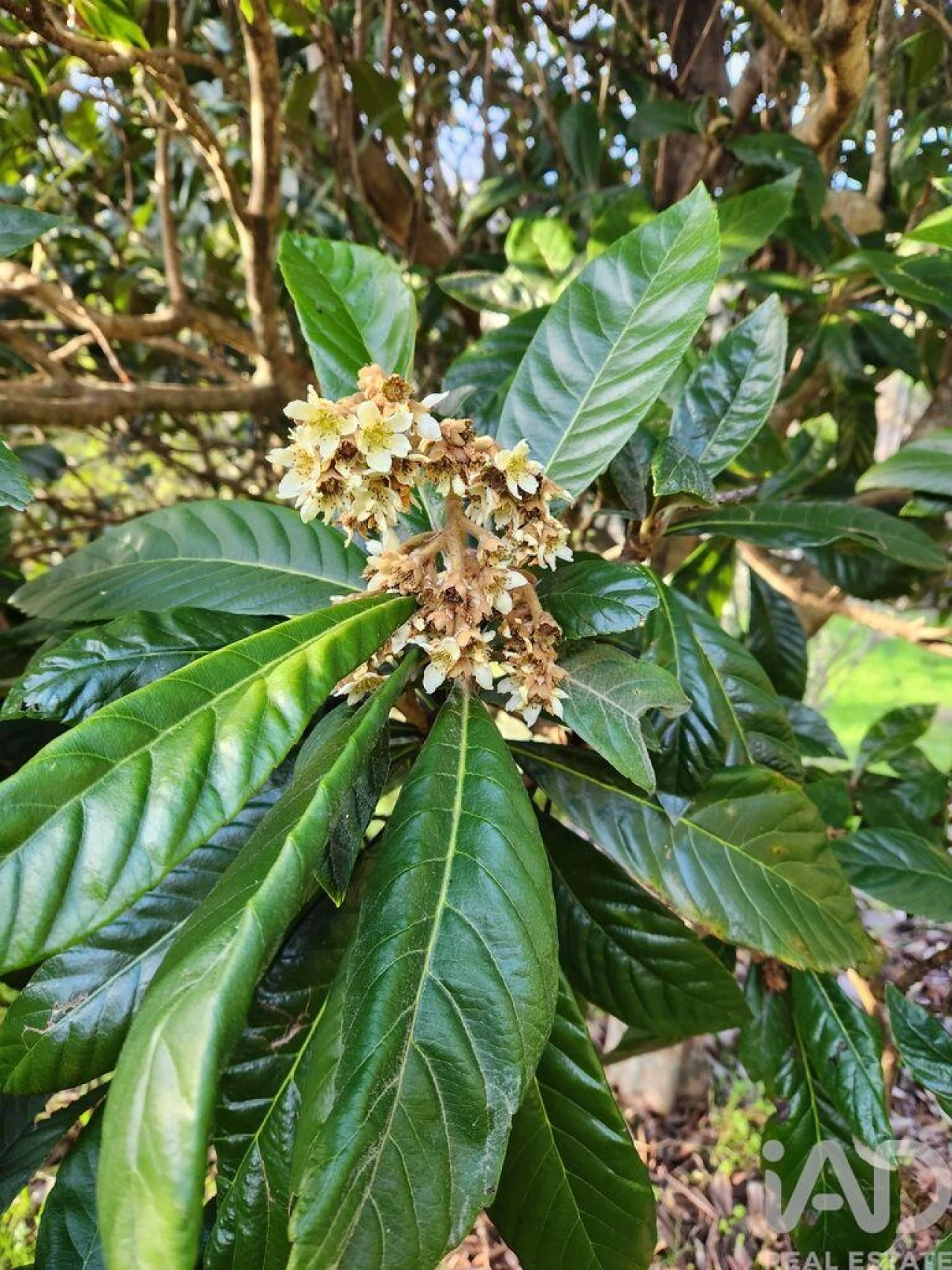 Moradia T3 para Venda em Souto da Casa Foto 10