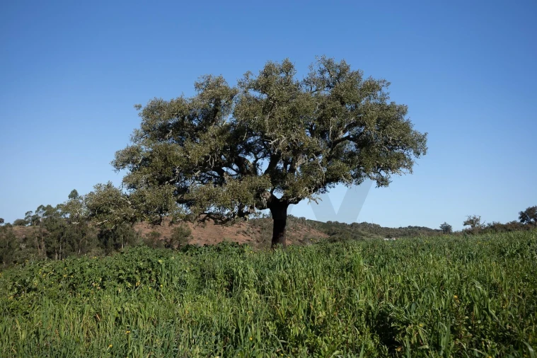Quinta T5 para Venda em Cercal Foto 33