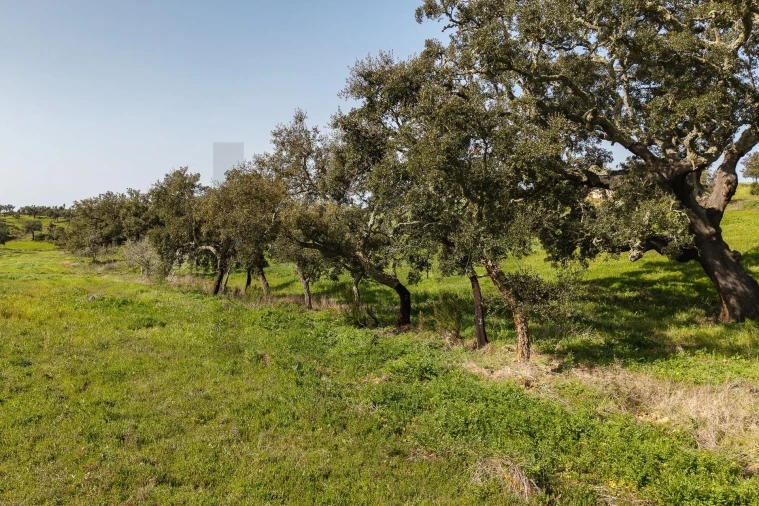 Quinta T5 para Venda em Cercal Foto 15