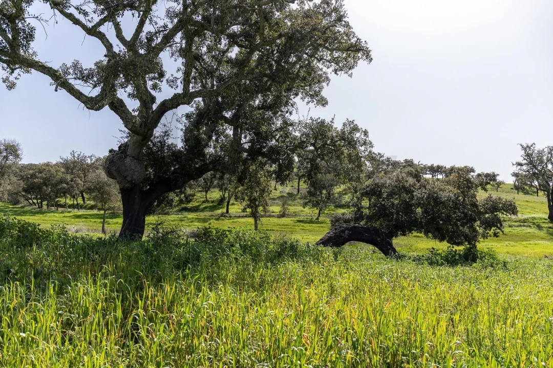 Quinta T5 para Venda em Cercal Foto 45