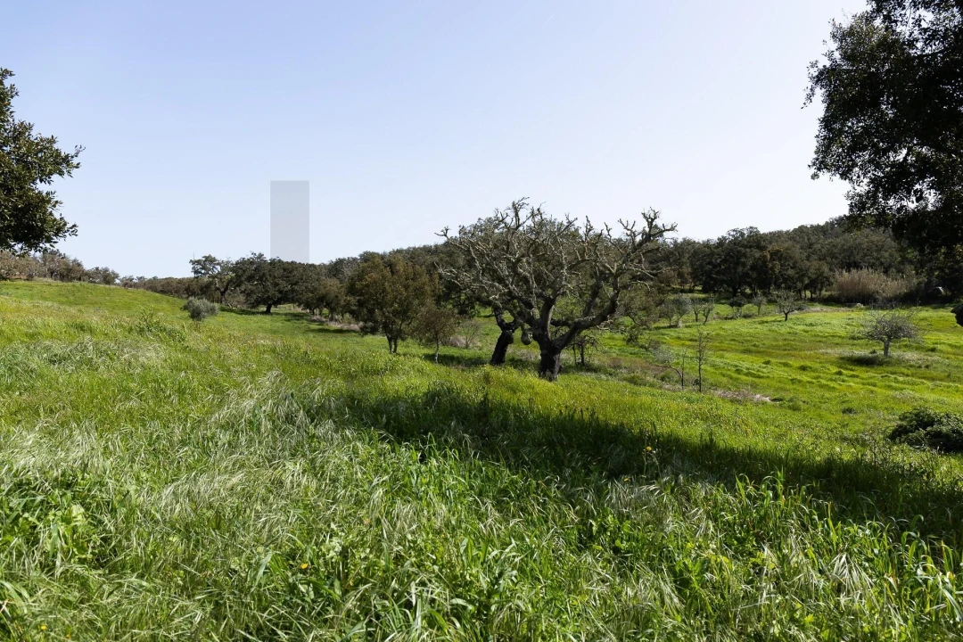 Quinta T5 para Venda em Cercal Foto 41