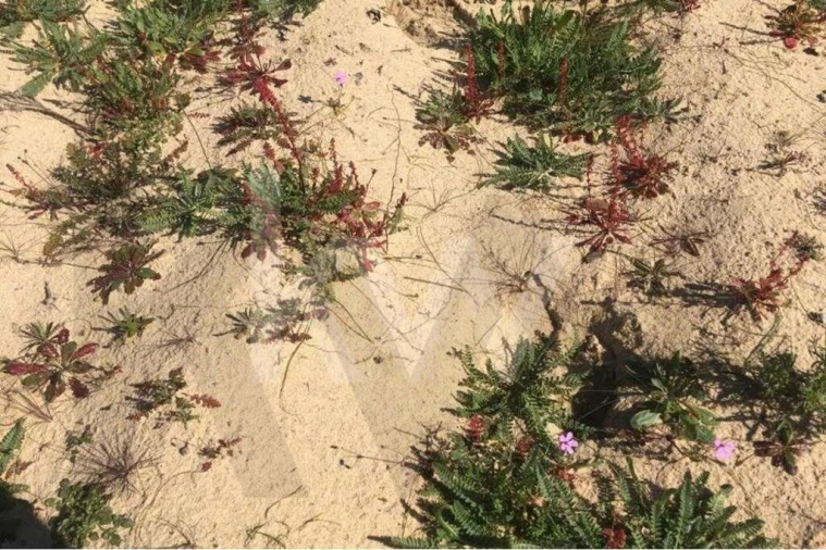 Terreno para Venda em Poceirão e Marateca Foto 15