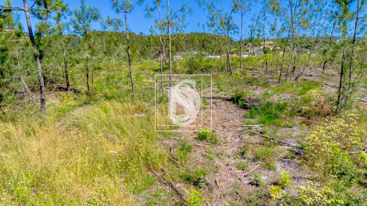 Terreno para Venda em Fregim Foto 5