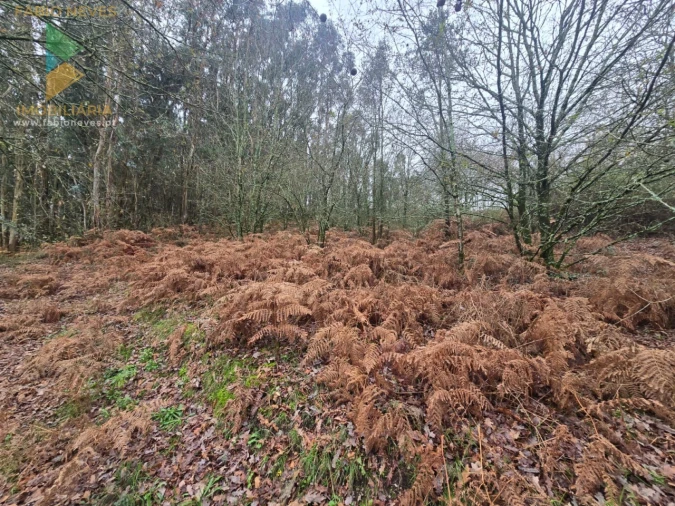 Terreno para Venda em Souto e Tabaçô Foto 15