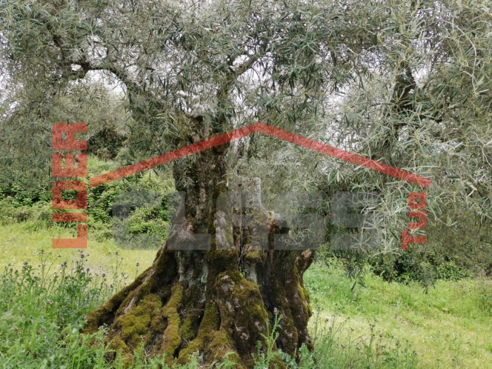 Terreno Agricola ou Rústico para Venda em Castro Vicente Foto 3
