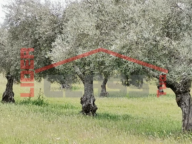 Terreno Agricola ou Rústico para Venda em Castro Vicente Foto 1