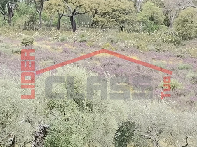 Terreno Agricola ou Rústico para Venda em Castro Vicente Foto 6