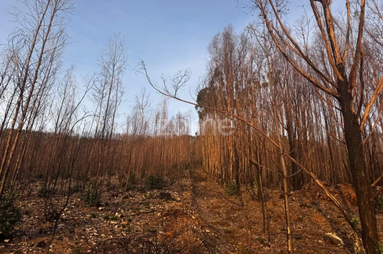 Terreno para Venda em Melres e Medas Foto 3