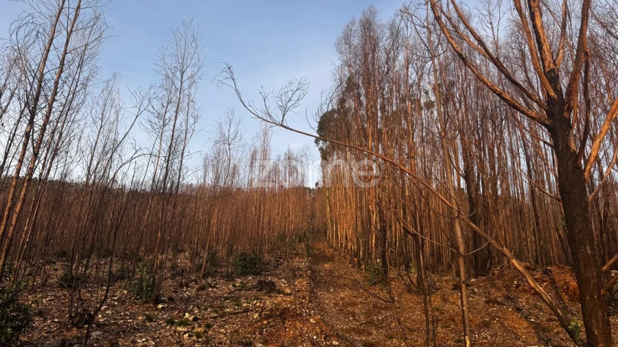Terreno para Venda em Melres e Medas