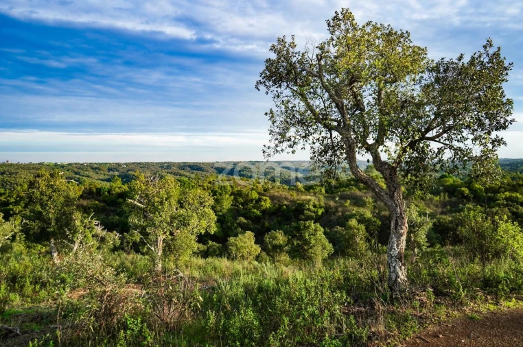 Terreno para Venda em Grândola e Santa Margarida da Serra Foto 12