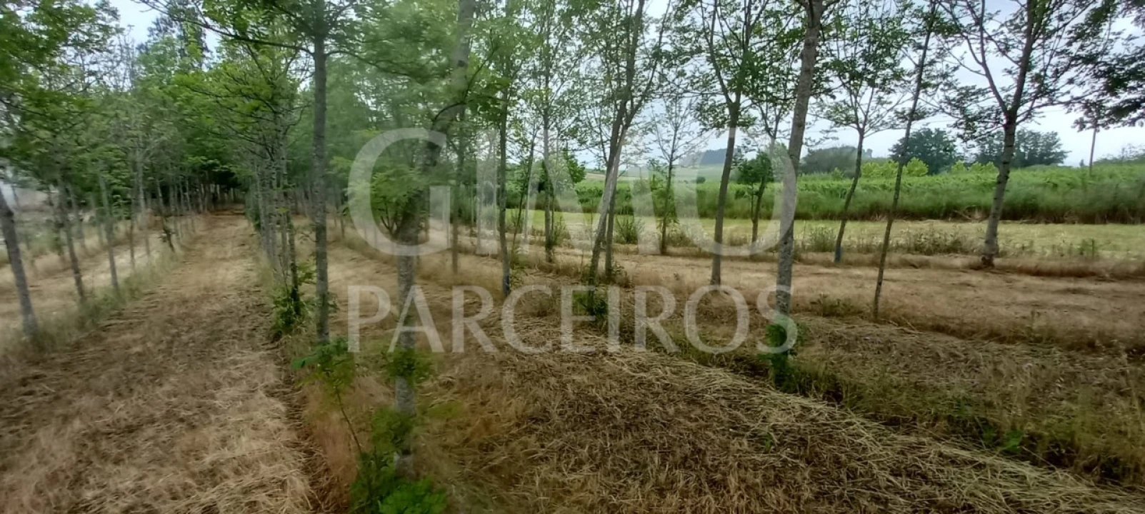 Terreno para Venda em Amoreira da Gândara, Paredes do Bairro e Ancas Foto 3