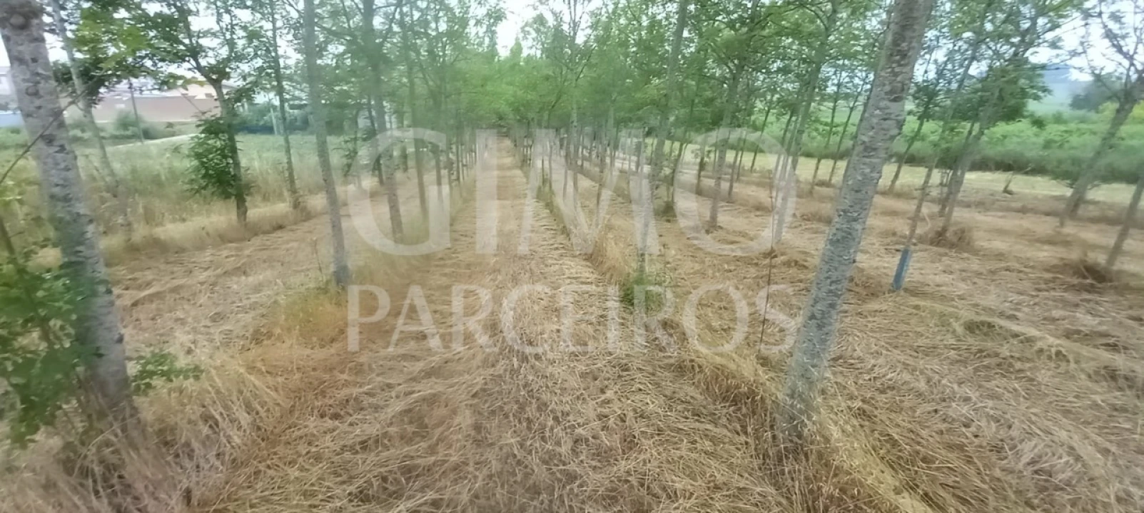 Terreno para Venda em Amoreira da Gândara, Paredes do Bairro e Ancas Foto 4