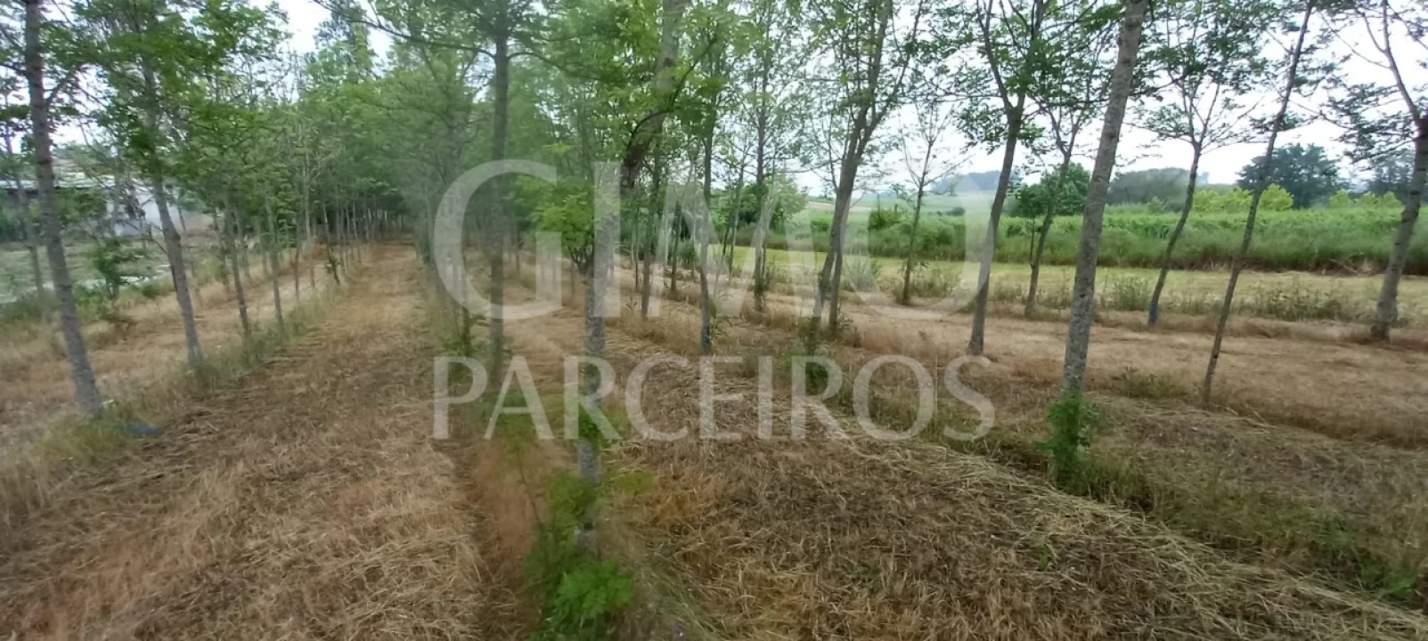 Terreno para Venda em Amoreira da Gândara, Paredes do Bairro e Ancas Foto 7