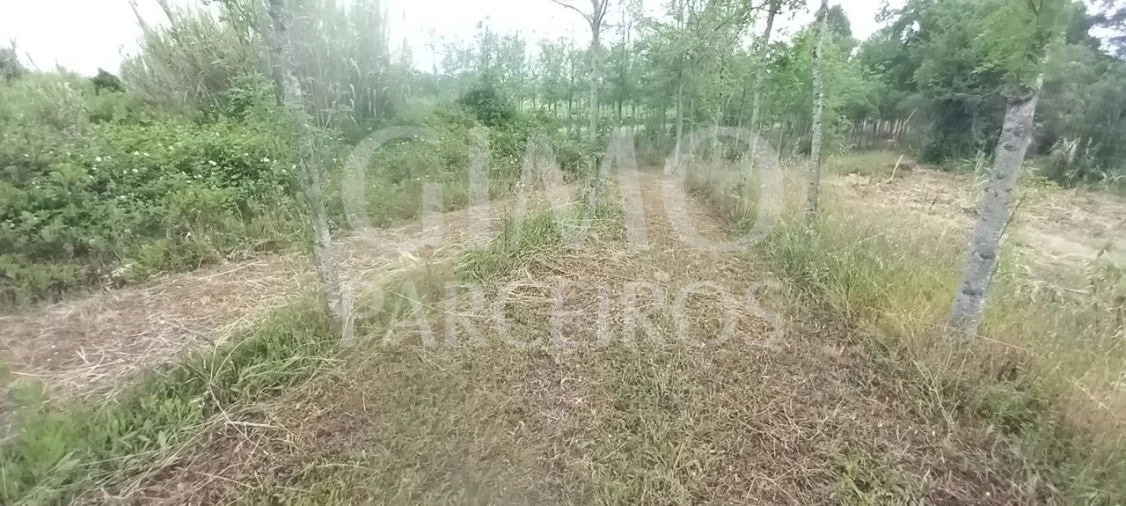 Terreno para Venda em Amoreira da Gândara, Paredes do Bairro e Ancas Foto 5
