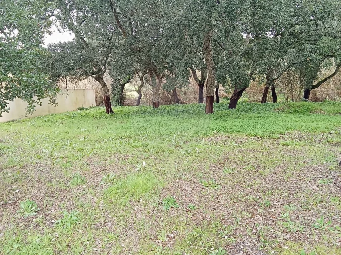 Terreno para Venda em Cartaxo e Vale da Pinta Foto 5
