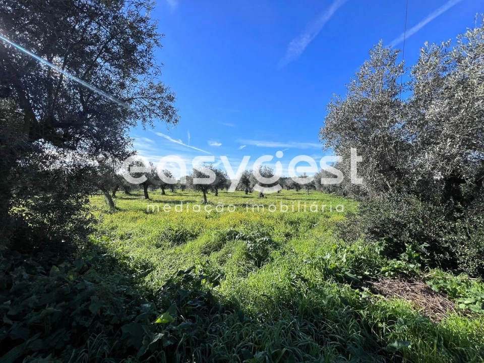 Terreno Misto para Venda em Abrantes (São Vicente e São João) e Alferrarede Foto 2